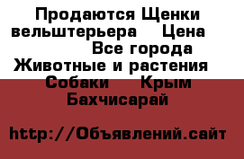 Продаются Щенки вельштерьера  › Цена ­ 27 000 - Все города Животные и растения » Собаки   . Крым,Бахчисарай